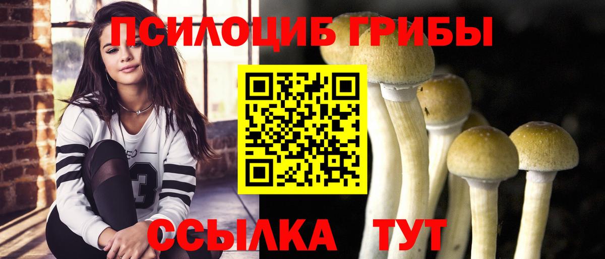 Псилоцибиновые грибы Psilocybine cubensis Черногорск